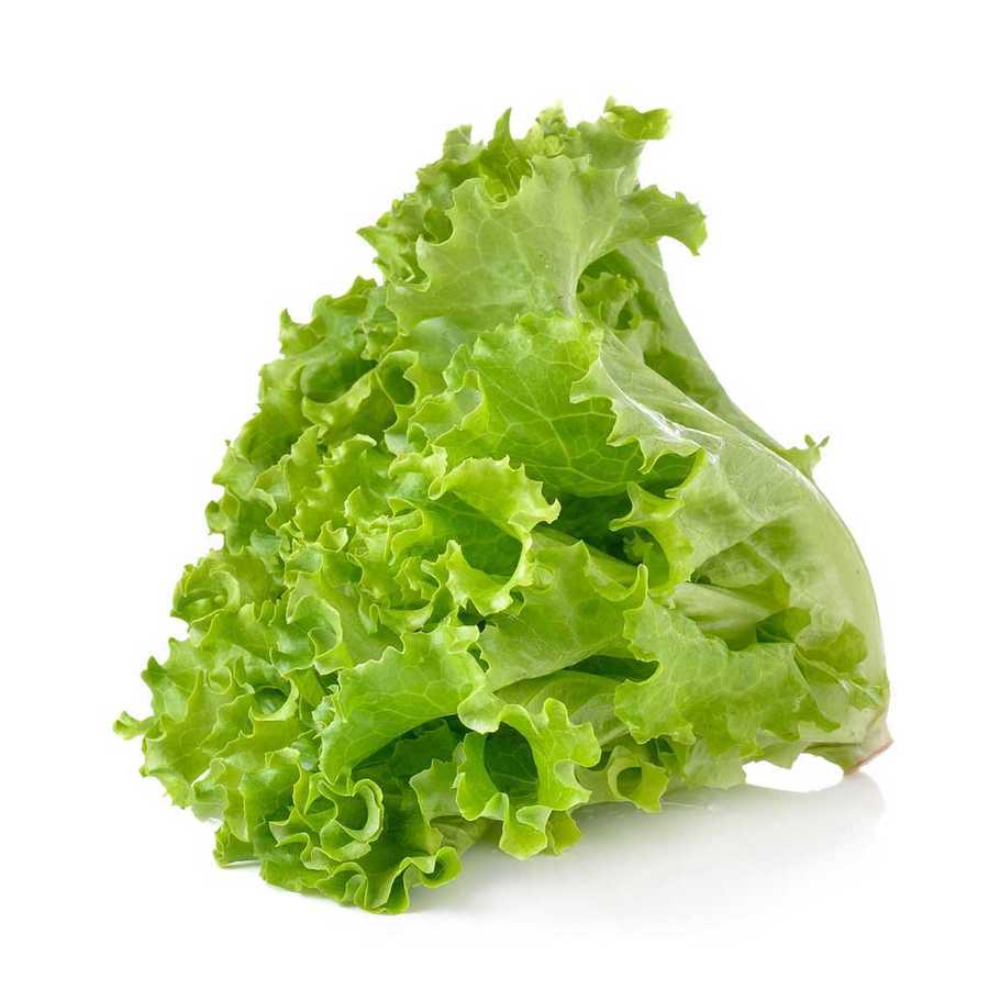 Marul Kıvırcık Adet